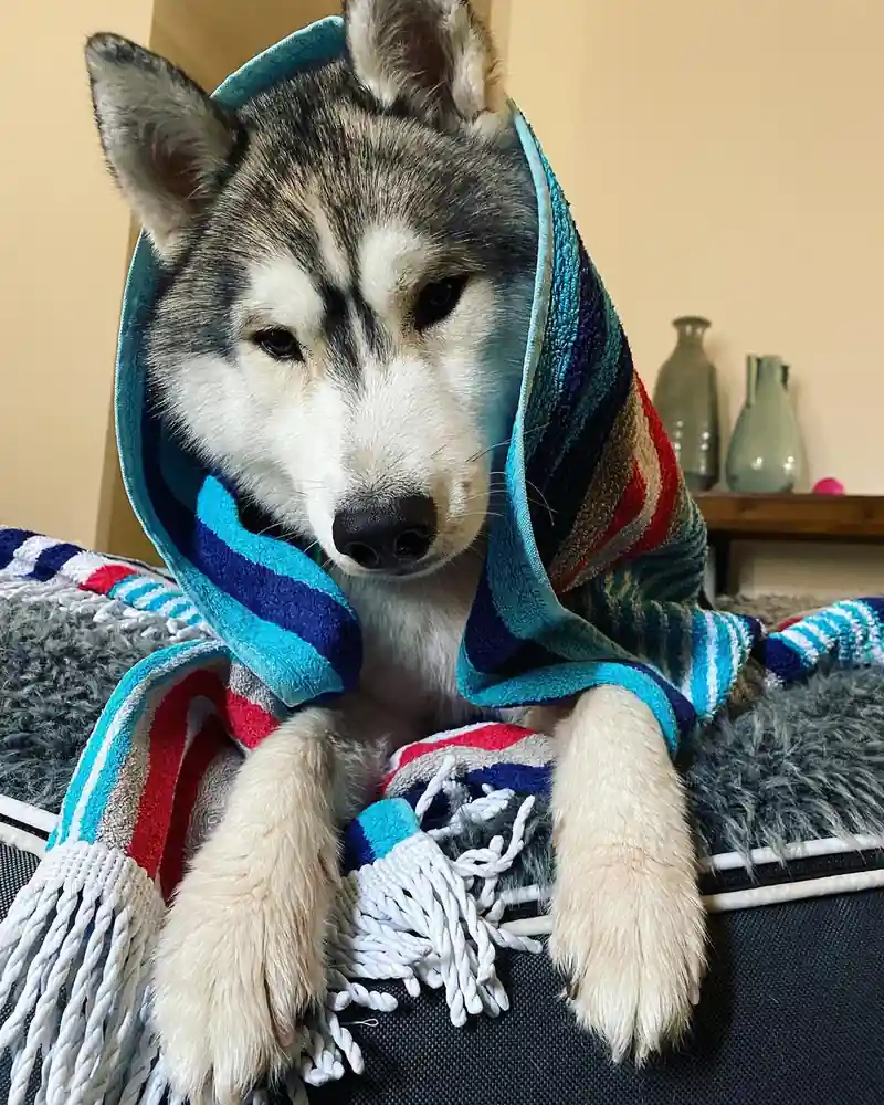 Сибирский хаски на лежаке Pet Lounge