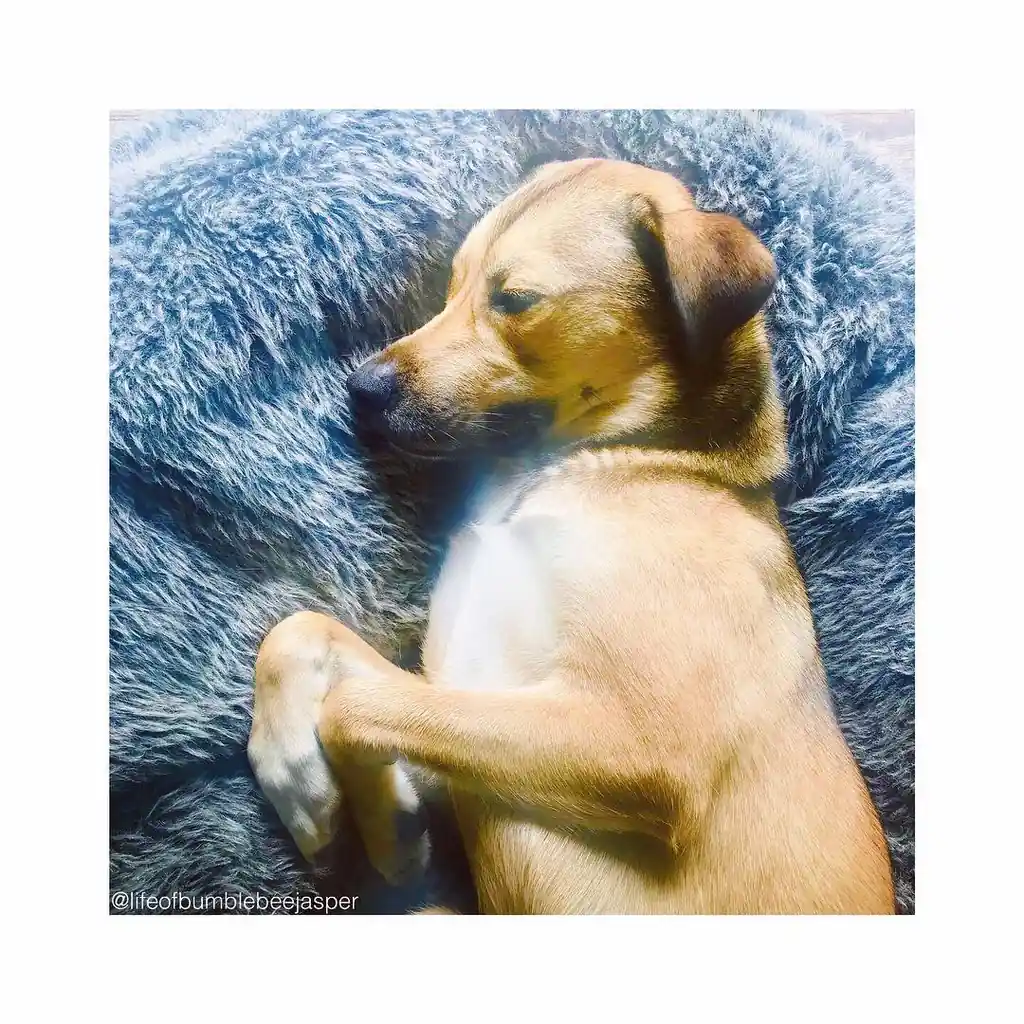 Дворняга на лежаке Pet Lounge