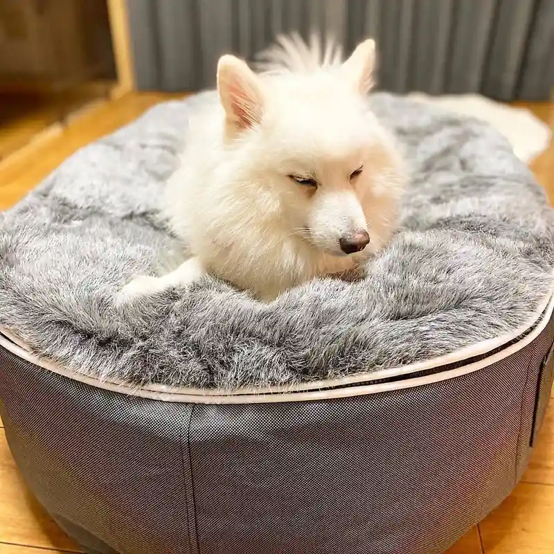 Белая пушистая собака на лежаке Pet Lounge