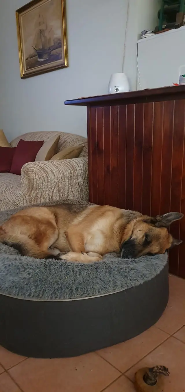 Немецкая овчарка на лежаке Pet Lounge