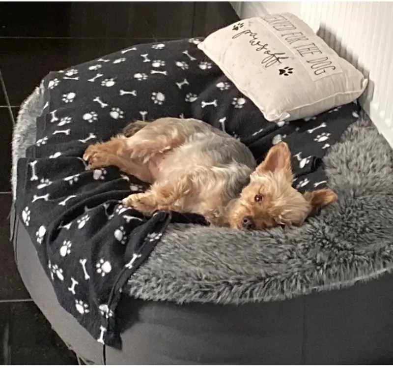 Маленькая собака на лежаке Pet Lounge